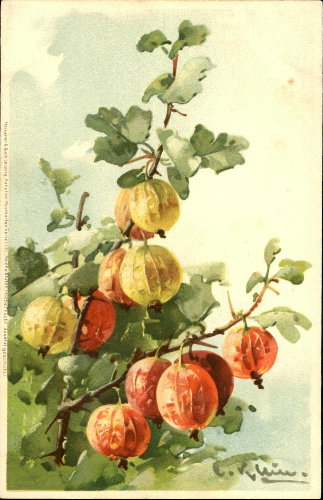 Катарина Кляйн крыжовник